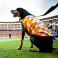 How Many People Attend Tennessee Football Games? A Comprehensive Look